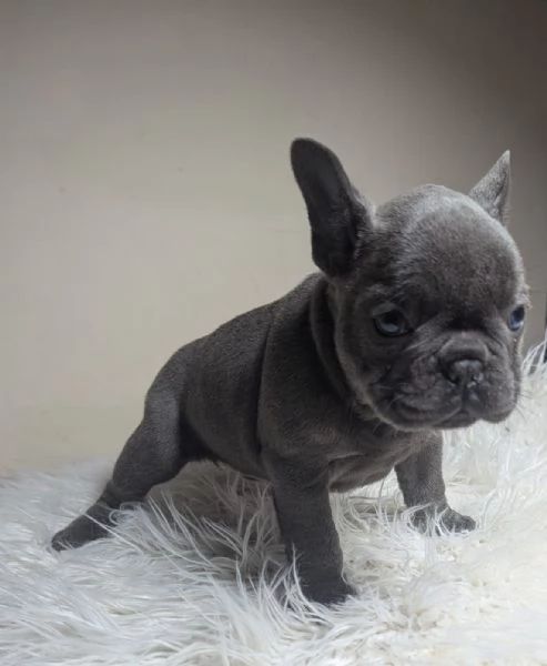 Bulldog francese blu merle