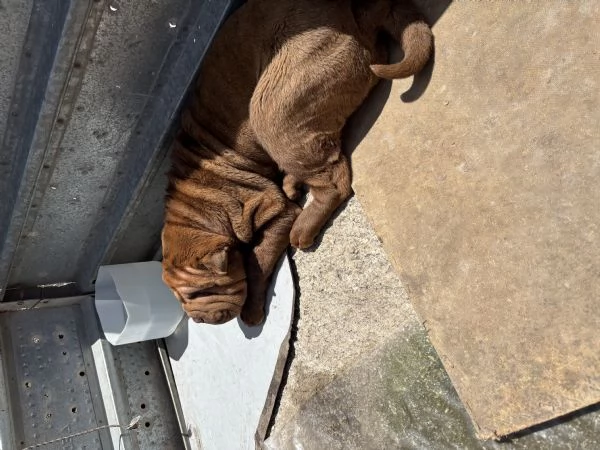Cucciola Shar Pei