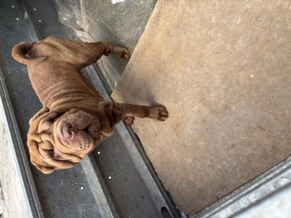 Cucciola Shar Pei | Foto 5