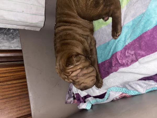 Cucciola Shar Pei | Foto 1