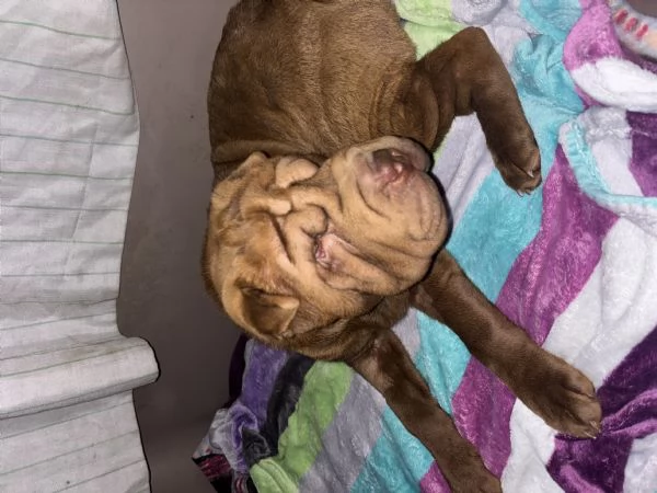 Cucciola Shar Pei | Foto 0