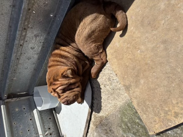Cucciola Shar Pei | Foto 2