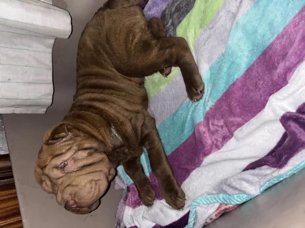 Cucciola Shar Pei