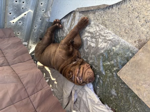 Cucciola Shar Pei | Foto 0