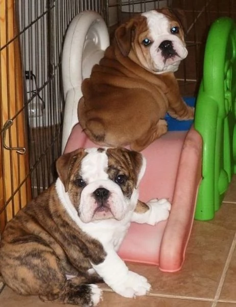 Cuccioli di Bulldog Inglese