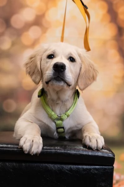 Golden retriever inglese