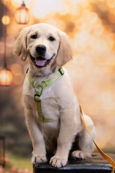 Golden retriever inglese | Foto 0