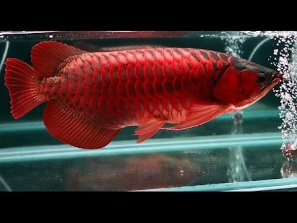 Inventario Aqua Zoo Hller Freistadt