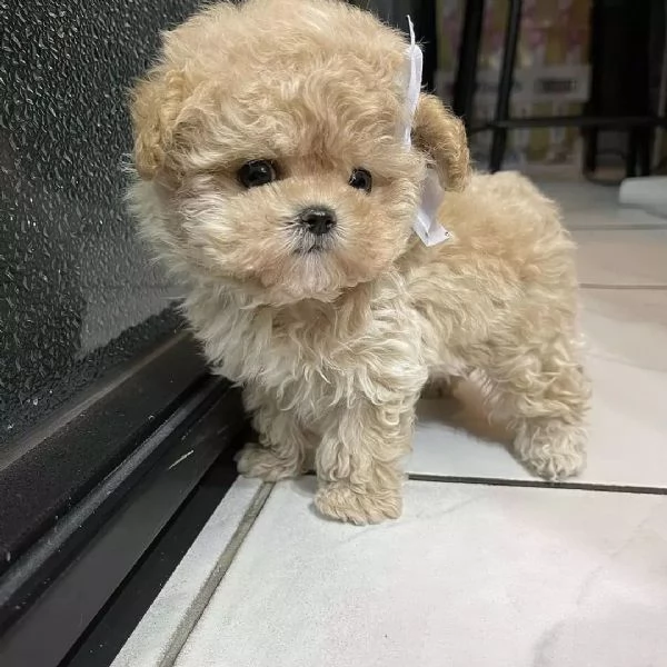 Sono nati alcuni bellissimi cuccioli di barboncino | Foto 2