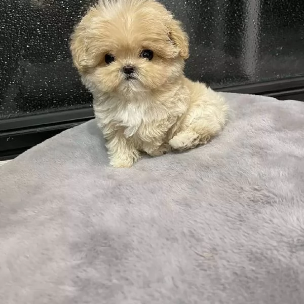 Sono nati alcuni bellissimi cuccioli di barboncino | Foto 0