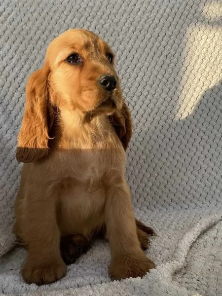 Sono nati alcuni bellissimi cuccioli di cocker spaniel | Foto 1