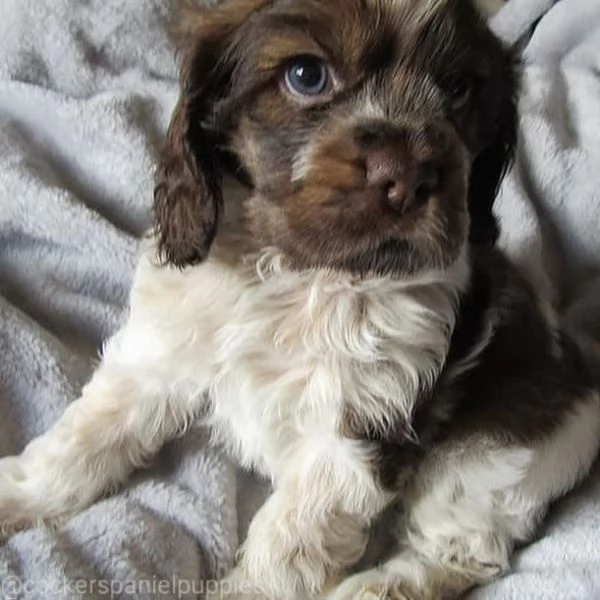 Sono nati alcuni bellissimi cuccioli di cocker spaniel | Foto 0