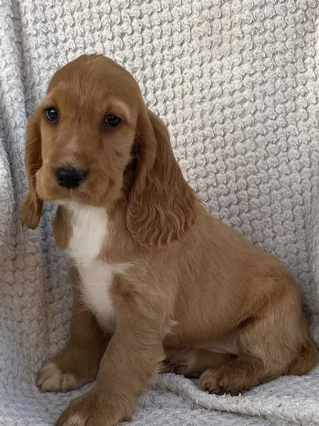 Sono nati alcuni bellissimi cuccioli di cocker spaniel