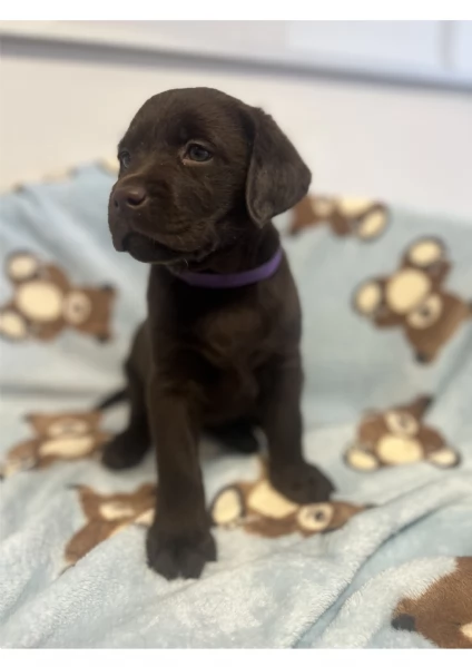 Meravigliosi Cuccioli di Labrador Cioccolato
