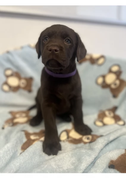Meravigliosi Cuccioli di Labrador Cioccolato | Foto 4