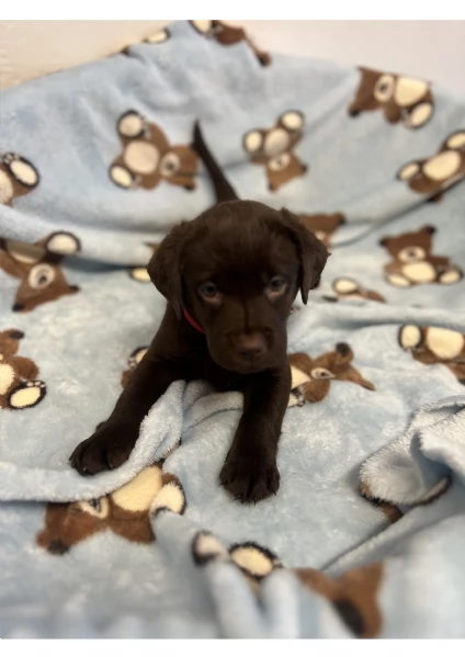 Meravigliosi Cuccioli di Labrador Cioccolato | Foto 3