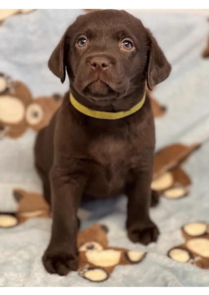 Meravigliosi Cuccioli di Labrador Cioccolato | Foto 1