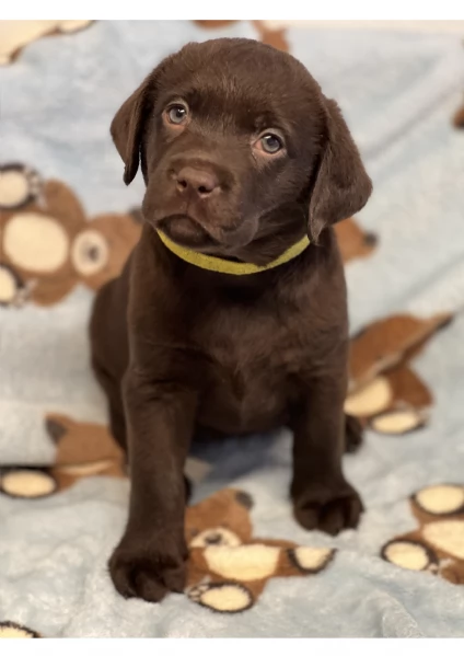 Meravigliosi Cuccioli di Labrador Cioccolato | Foto 0
