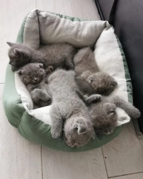 British short hair  | Foto 1