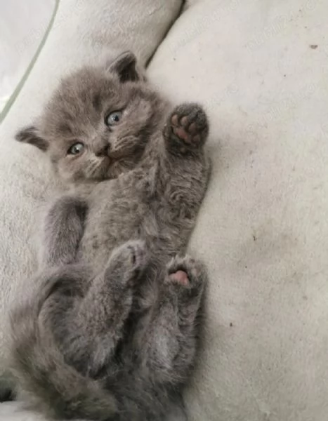 British short hair  | Foto 0