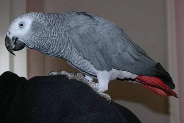 pappagalli cenerini africani maschio e femmina | Foto 0