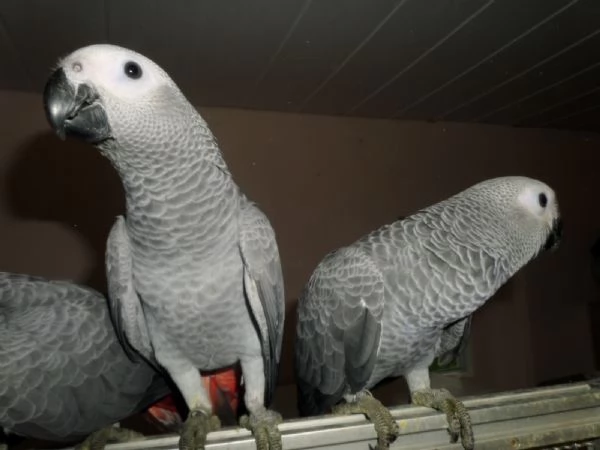 pappagalli cenerini africani maschio e femmina