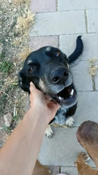 Nelly 1 anno affettuosa e ubbidiente  | Foto 5
