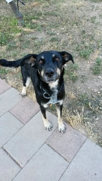 Nelly 1 anno affettuosa e ubbidiente  | Foto 4
