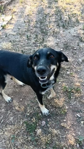 Nelly 1 anno affettuosa e ubbidiente  | Foto 1