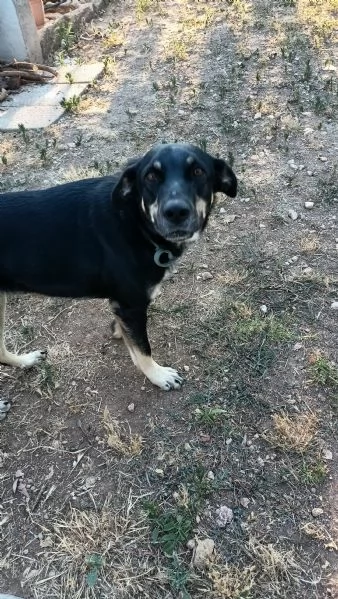 Nelly 1 anno affettuosa e ubbidiente  | Foto 4