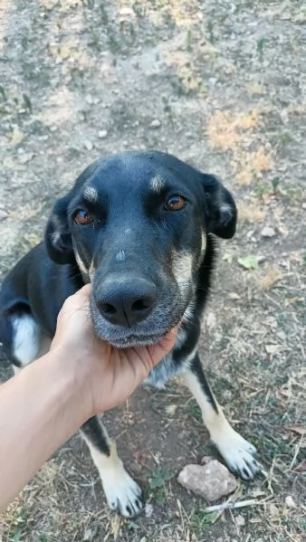 Nelly 1 anno affettuosa e ubbidiente  | Foto 3