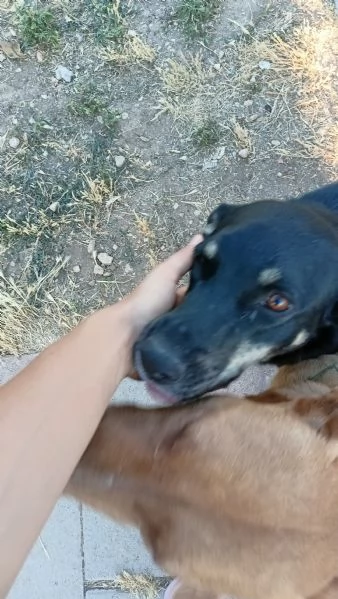 Nelly 1 anno affettuosa e ubbidiente  | Foto 3