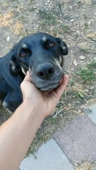 Nelly 1 anno affettuosa e ubbidiente  | Foto 1