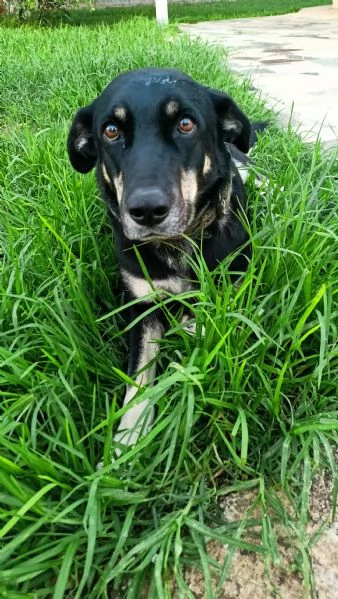 Nelly 1 anno taglia media Sicilia | Foto 4