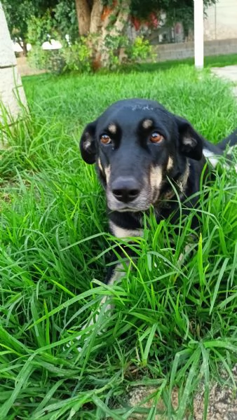 Nelly 1 anno taglia media Sicilia | Foto 3