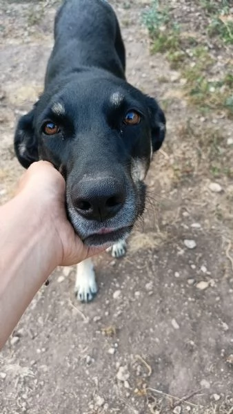 Nelly 1 anno taglia media Sicilia | Foto 4