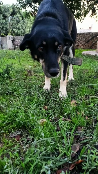 Nelly 1 anno taglia media Sicilia | Foto 2