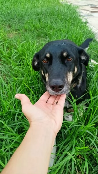 Nelly 1 anno taglia media Sicilia | Foto 1