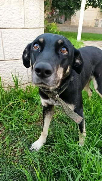 Nelly taglia media 1 anno Sicilia | Foto 2