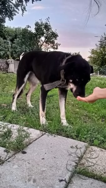 Nelly taglia media 1 anno Sicilia