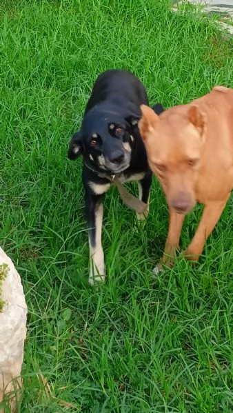 Nelly 1 anno taglia media Sicilia | Foto 3