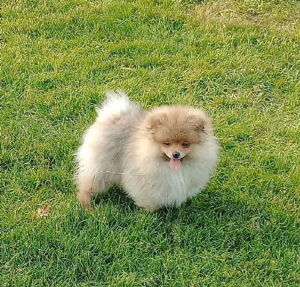 Cuccioli spitz nano pomerania maschi | Foto 0