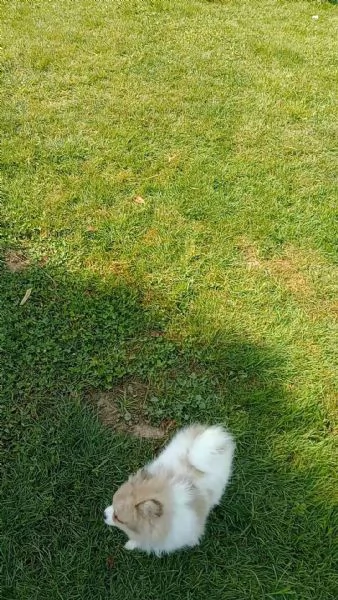Cucciola volpina Spitz tedesco  | Foto 1