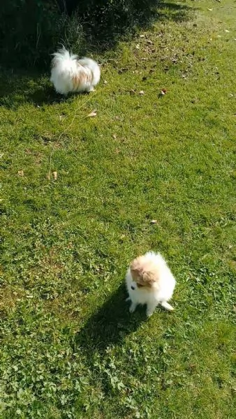 Cucciola volpina Spitz tedesco  | Foto 0