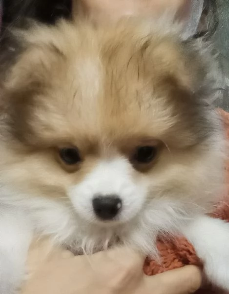 Cucciola volpina Spitz tedesco 