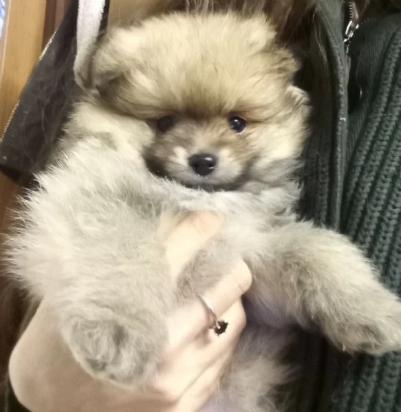 Cuccioli volpini Spitz tedesco piccolo  | Foto 2