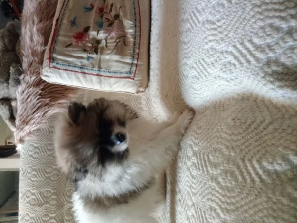 Cuccioli volpini Spitz tedesco  | Foto 3