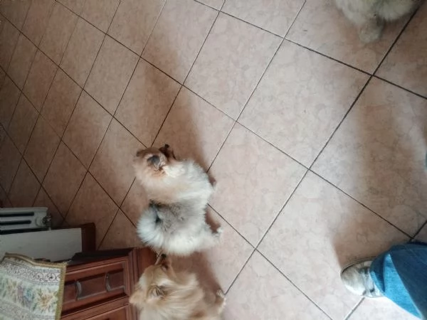 Cuccioli volpini Spitz tedesco  | Foto 2