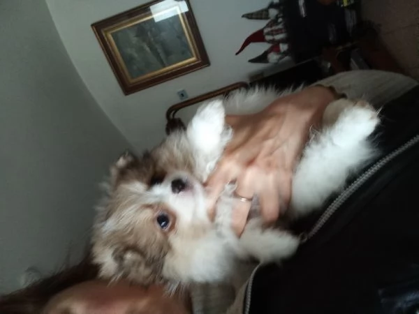 Cuccioli volpini Spitz tedesco  | Foto 1