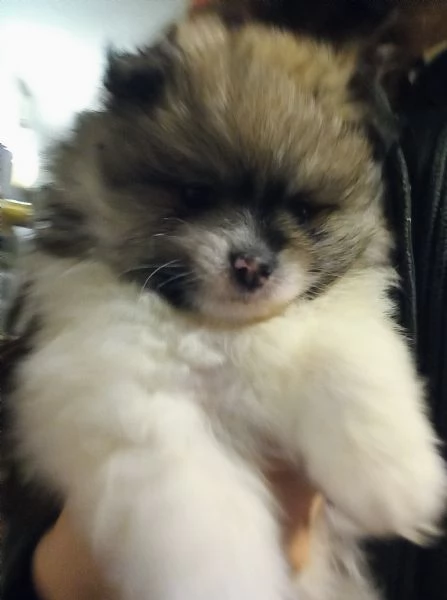 Cuccioli volpini Spitz tedesco piccolo  | Foto 1